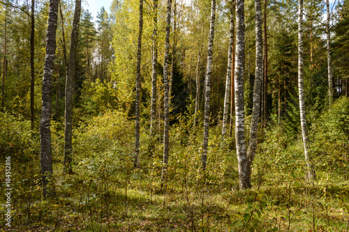 clear morning in the woods. spruce and pine tree forest with trunks in summer