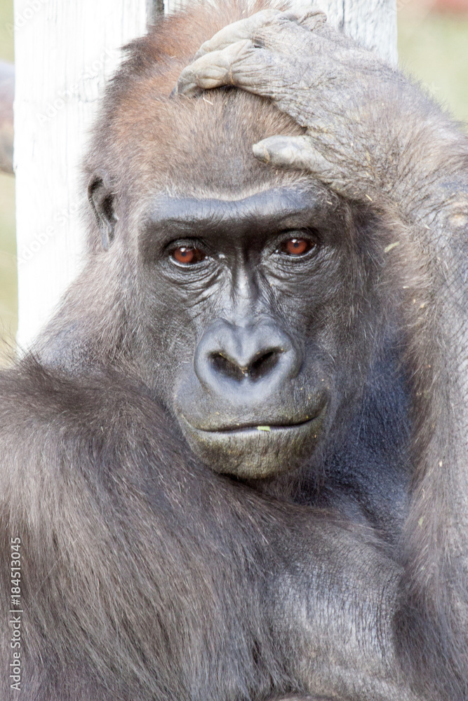 Pensive Pensive