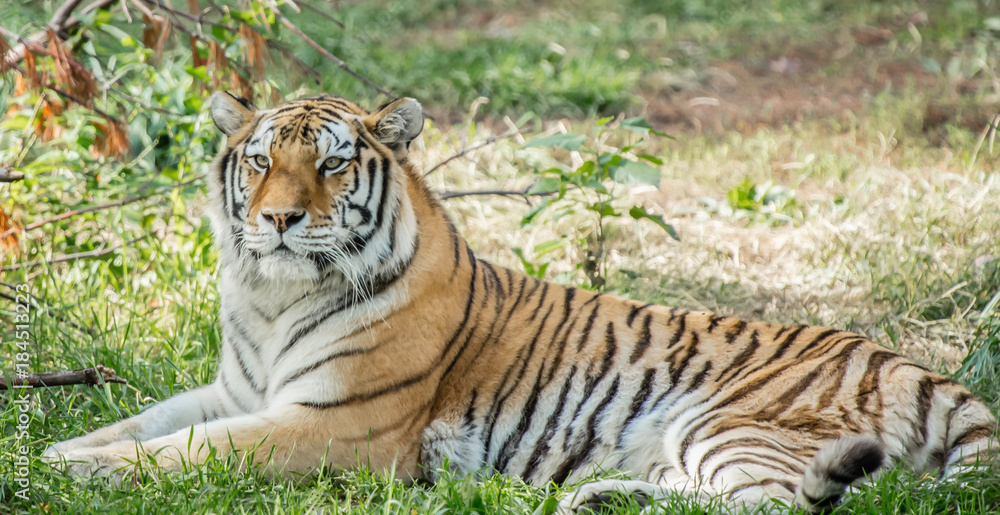 Tiger strikes a regal pose sunning himself on a bright day Tiger strikes a regal pose sunning himself on a bright day
