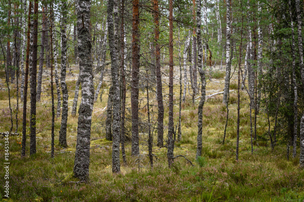 clear morning in the woods. spruce and pine tree forest with trunks in summer clear morning in the woods. spruce and pine tree forest with trunks in summer