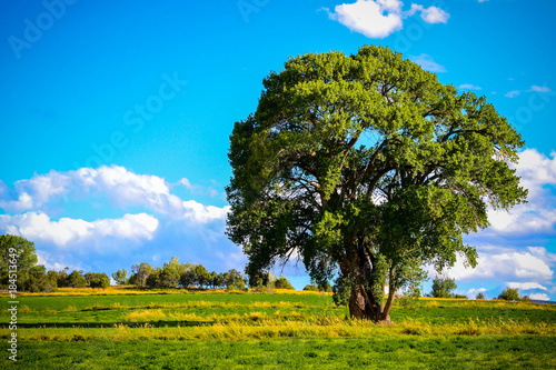 Meadow Tree