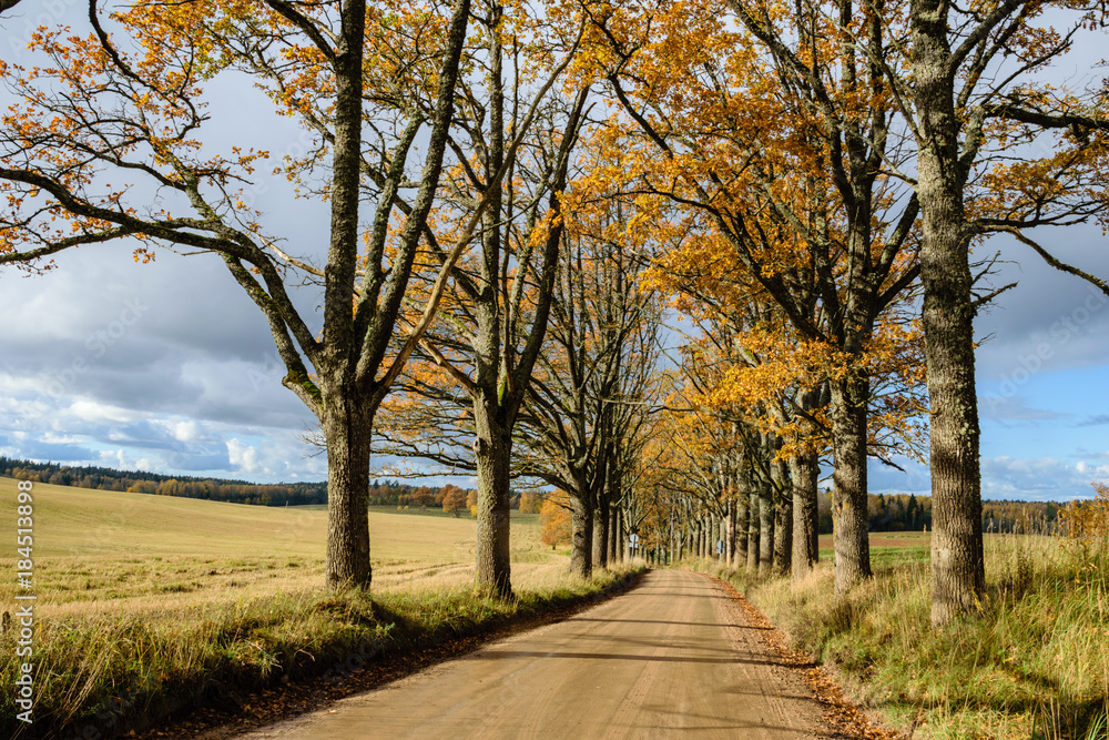 empty road in the countryside in autumn. gravel surface