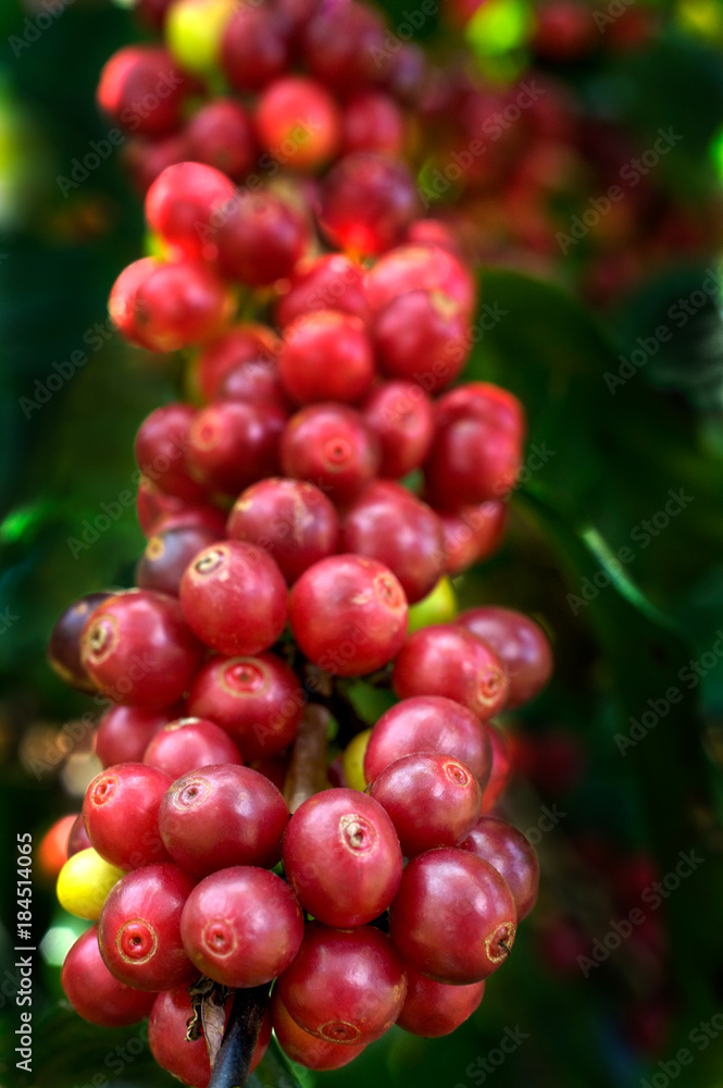 Ripe coffee Cherries