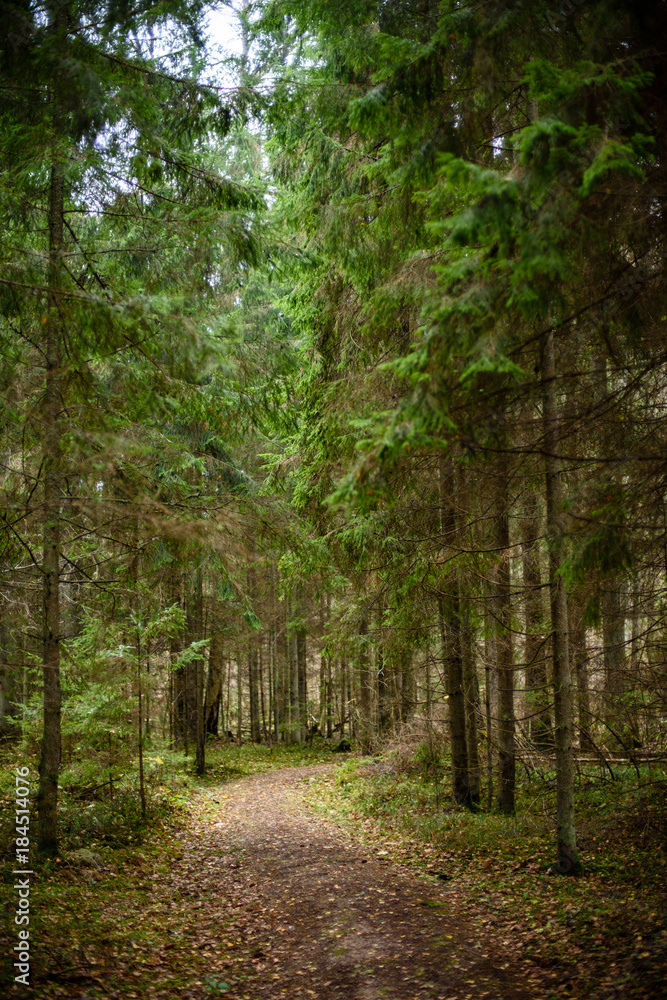 Obraz premium empty forest road in the countryside in autumn. gravel surface