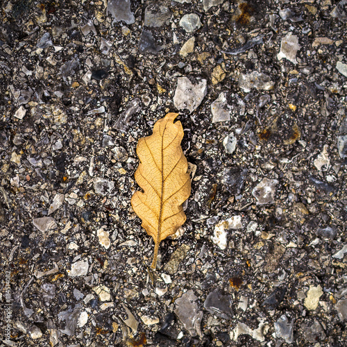 Tree leaf on asphalt 7 © BiceksPhoto