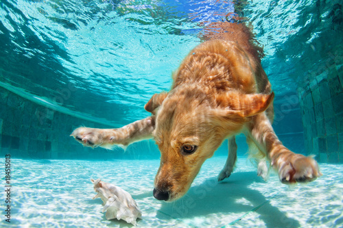 Playful golden labrador retriever puppy in swimming pool has fun. Dog jump, dive underwater to fetch ball. Dog training classes, active games with family pet. Popular breeds activity on summer holiday