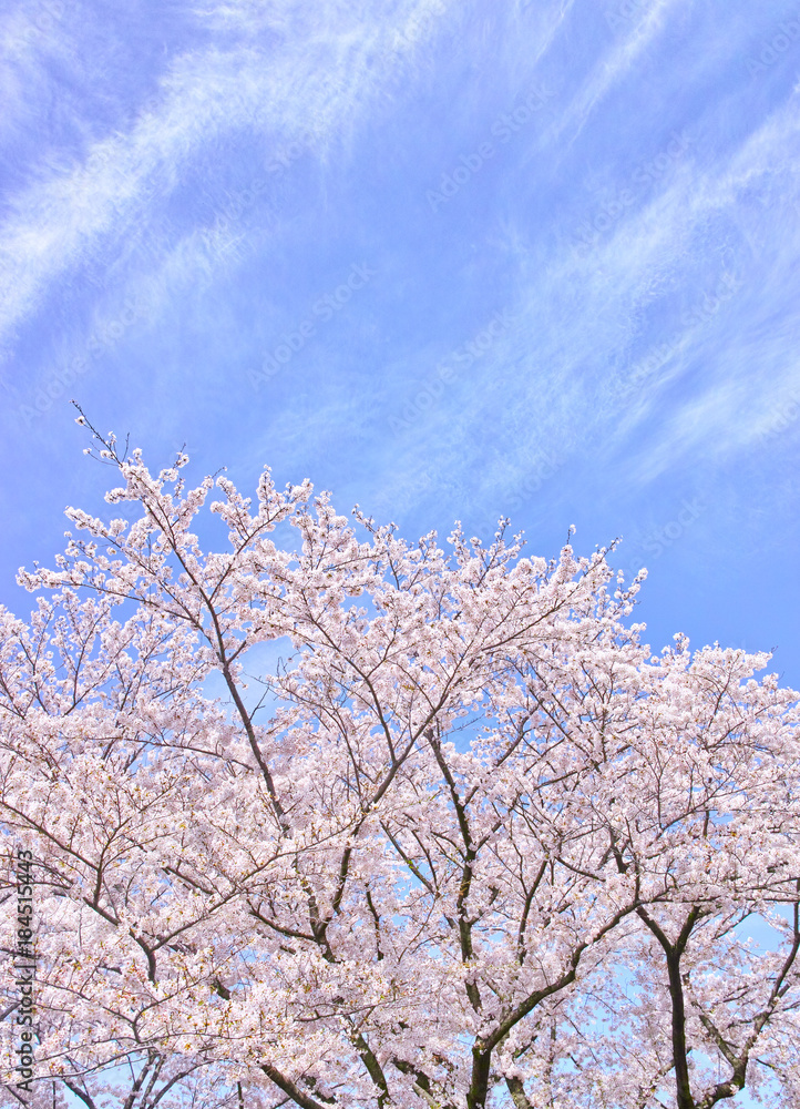 ふんわり感のある満開の桜の木 ふんわり感のある満開の桜の木