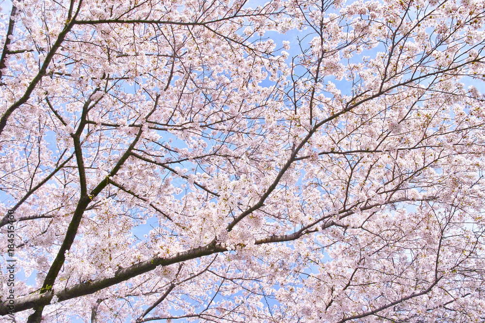 ふんわり感のある満開の桜の木