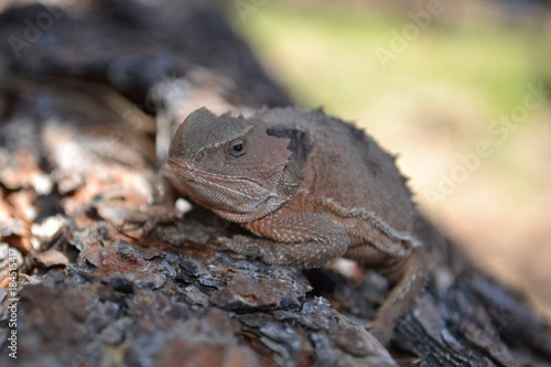 Horned Toad 1