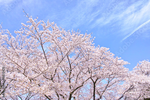 Wallpaper Mural ふんわり感のある満開の桜の木 Torontodigital.ca