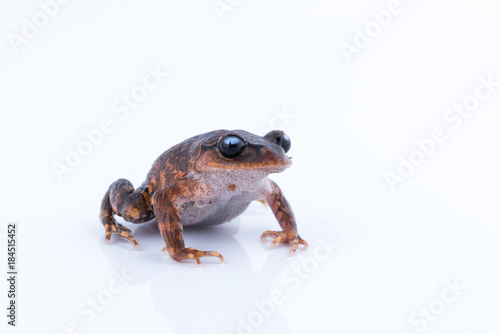 Leptobrachium chapaense (White-eyed Litter Frog) : frog on white background. Amphibian of Thailand