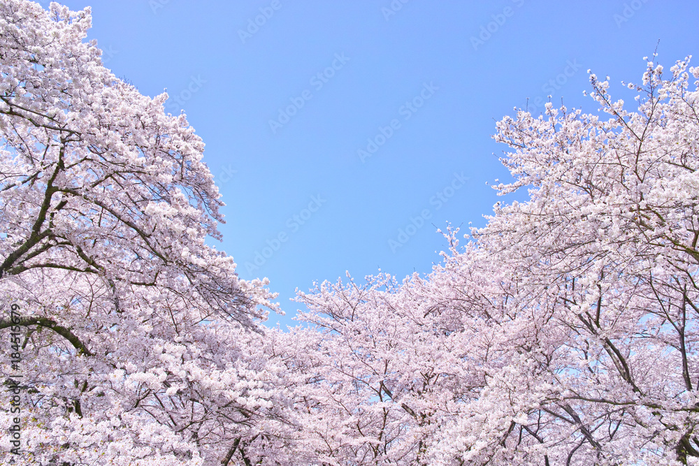 Fototapeta premium ふんわり感のある満開の桜の木