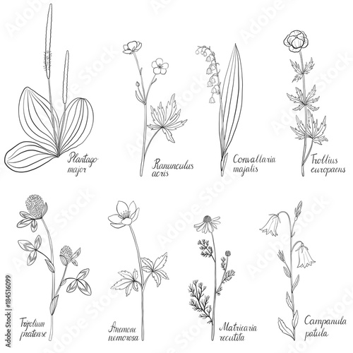 Set of drawing flowers and plants