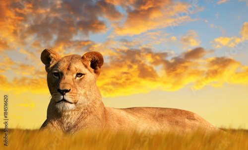 Photo Lioness on the savannah at sunset. Wildlife photo.
