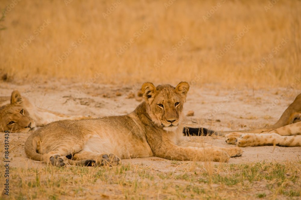 Löwinnen Gruppe in der Savanne vom in Simbabwe, Südafrika Löwinnen Gruppe in der Savanne vom in Simbabwe, Südafrika