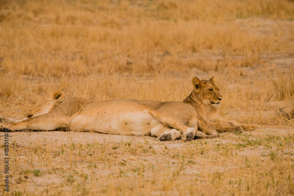 Löwinnen Gruppe in der Savanne vom in Simbabwe, Südafrika Löwinnen Gruppe in der Savanne vom in Simbabwe, Südafrika
