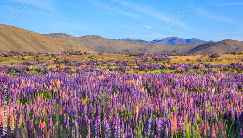 View of Lupin Flower Field near Lake Tekapo Landscape, New Zealand. Various, Colorful Lupin Flowers in full bloom with the background of mountain ranges. © Victorflowerfly