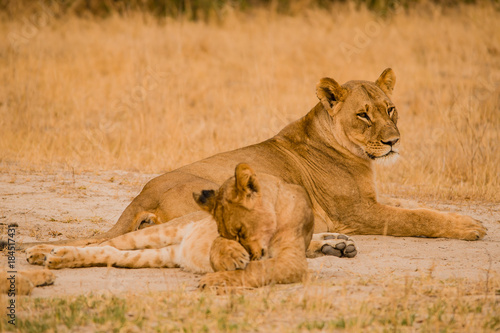 Löwinnen Gruppe in der Savanne vom in Simbabwe, Südafrika