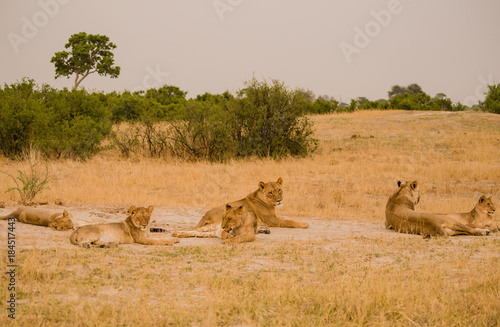 Fototapeta Naklejka Na Ścianę i Meble -  Löwinnen Gruppe in der Savanne vom in Simbabwe, Südafrika