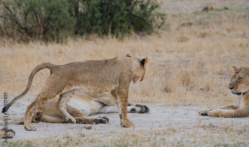 L  winnen Gruppe in der Savanne vom in Simbabwe  S  dafrika