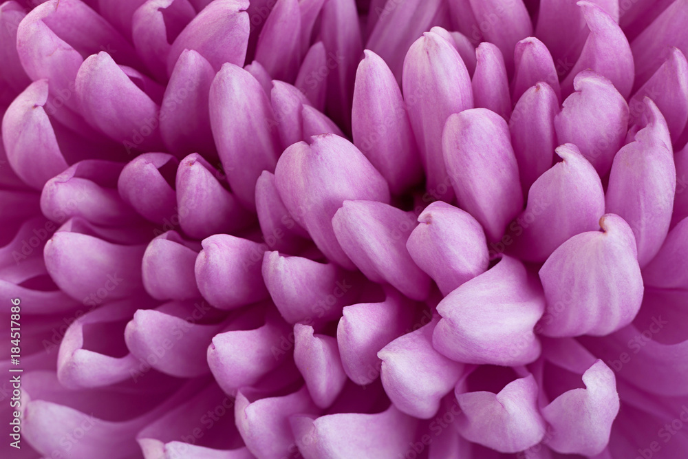 Purple chrysanthemum flower head