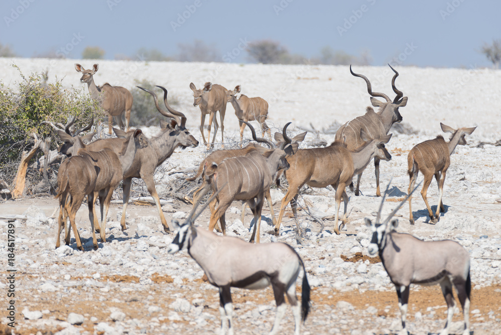 Herd of Kudu drinking from Okaukuejo waterhole. Wildlife Safari in the Etosha National Park, majestic travel destination in Namibia, Africa. Herd of Kudu drinking from Okaukuejo waterhole. Wildlife Safari in the Etosha National Park, majestic travel destination in Namibia, Africa.