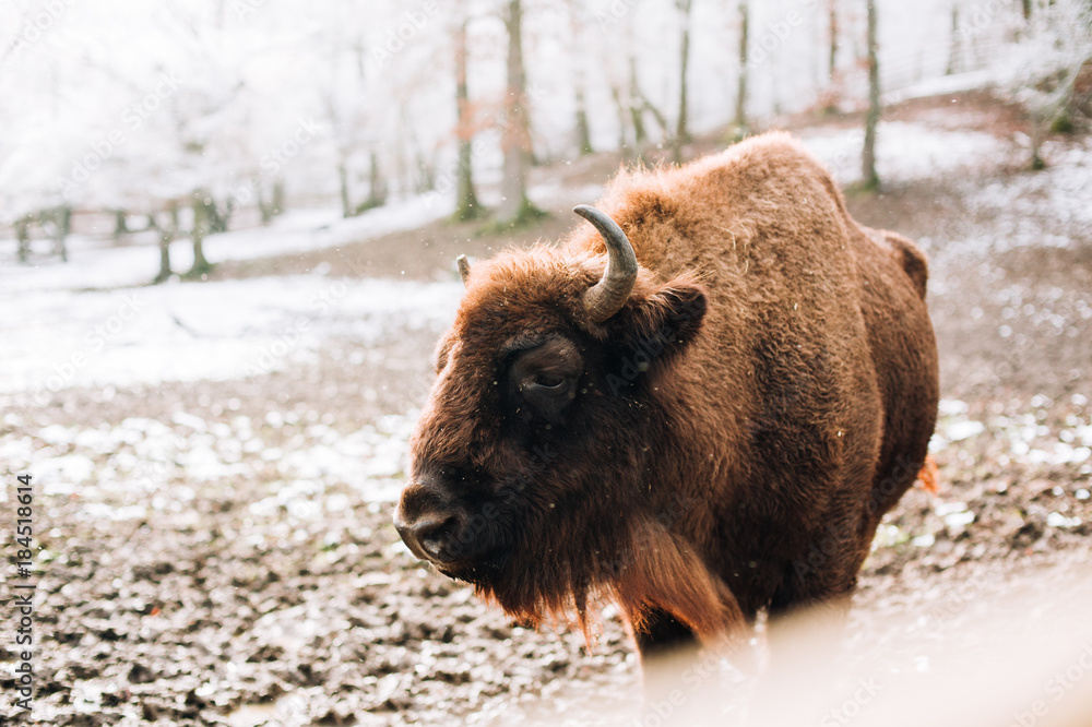Bison during winter. European bison (Wisent, Bison bonasus) in winter forest.