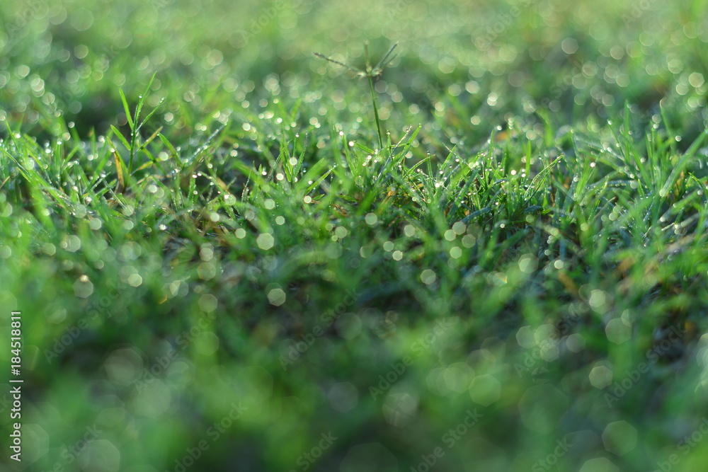 Spring or summer abstract scenes. Nature background with water drops on a green grass macro. Spring or summer abstract scenes. Nature background with water drops on a green grass macro.
