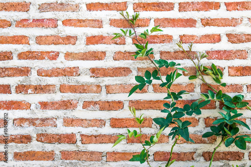 small tree and brick wall