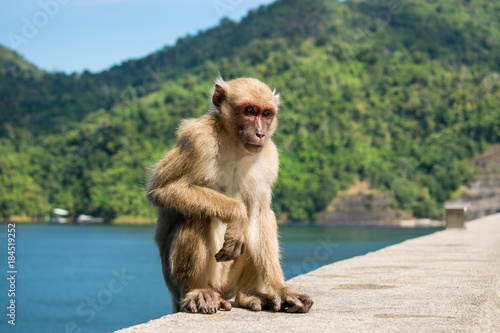 lonely monkey sitdown on concrete photo