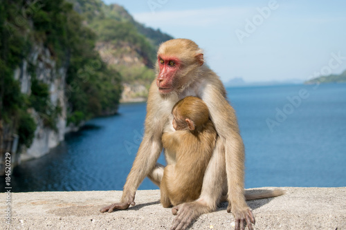 monkey with baby sitdown on concrete © A.PAI