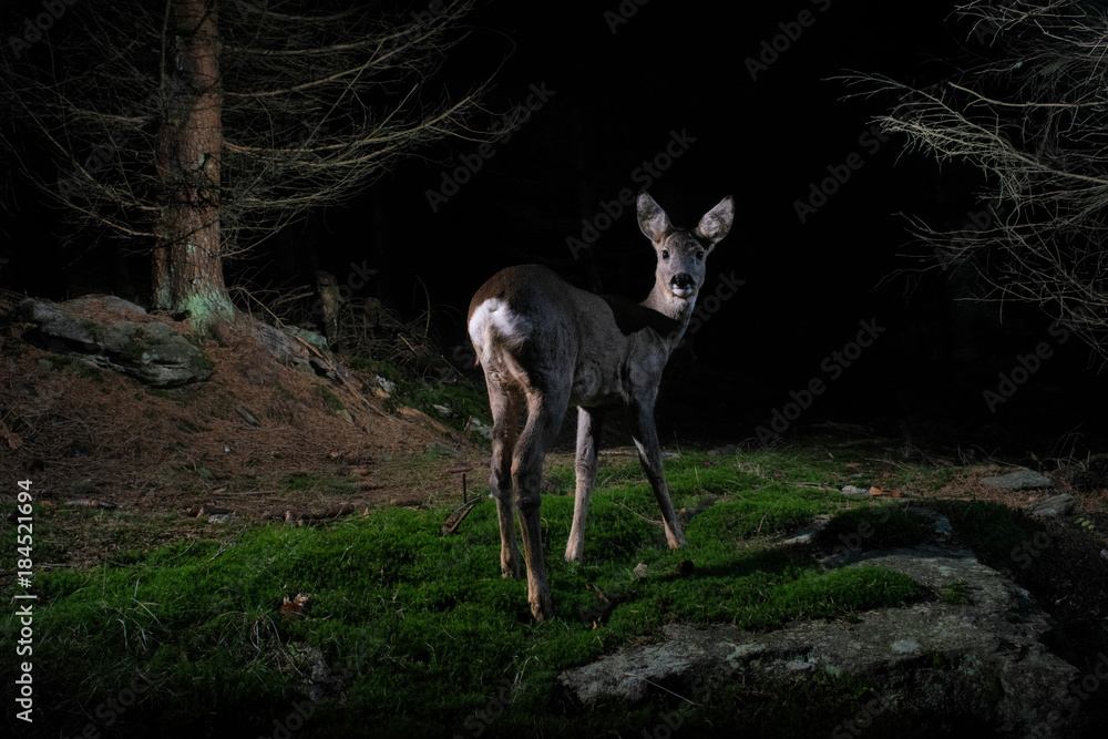 Naklejka premium Roe deer portrait in the night from camera trap, nocturnal animals, european wildlife, nature and wilderness, camera trapping in europe