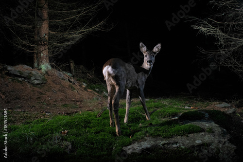 Roe deer portrait in the night from camera trap, nocturnal animals, european wildlife, nature and wilderness, camera trapping in europe