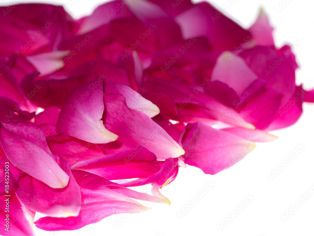 Pink rose petals for rose tea Pink rose petals for rose tea