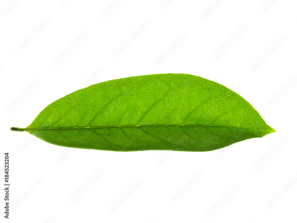 Obraz premium Soursop leaf on white background.