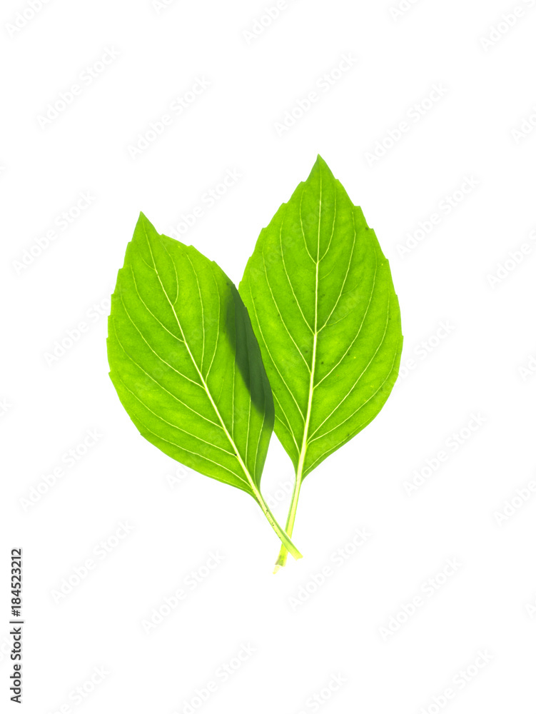 Sweet Basil, Thai Basil Sweet Basil, Thai Basil