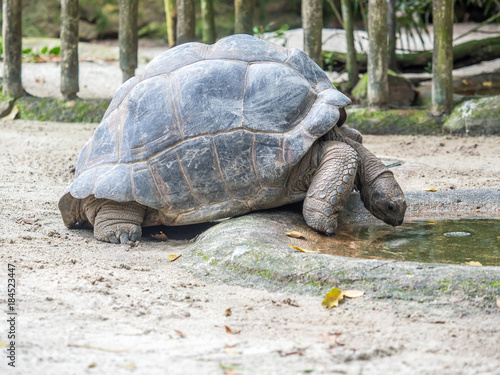 Giant tortoise drinking water