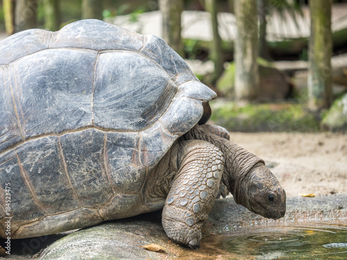 Giant tortoise drinking water