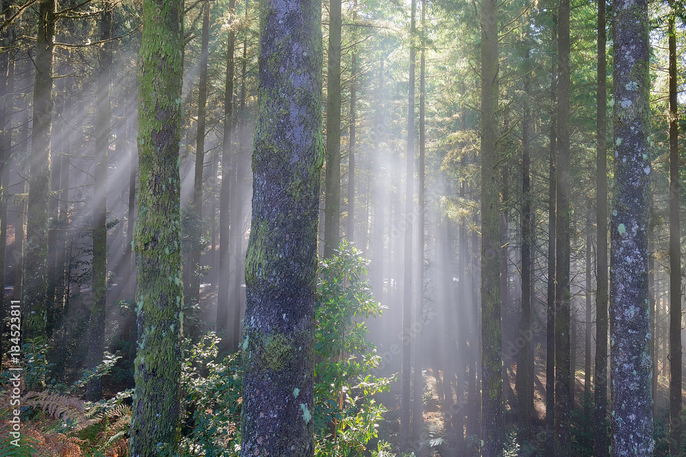 Fototapeta premium Faszinierende Lichtstimmung in einem bunten Wald