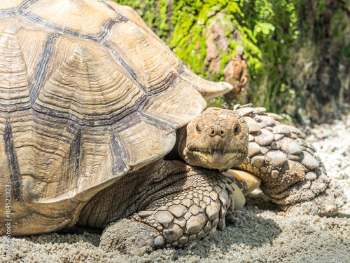 Seychelles giant tortoise or Aldabrachelys gigantea.