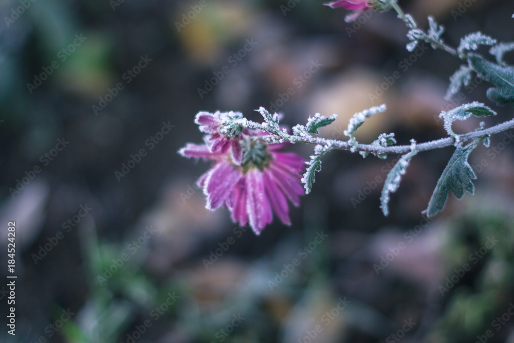 Flowers in the winter frosty morning in the frost. Flowers in the winter frosty morning in the frost.