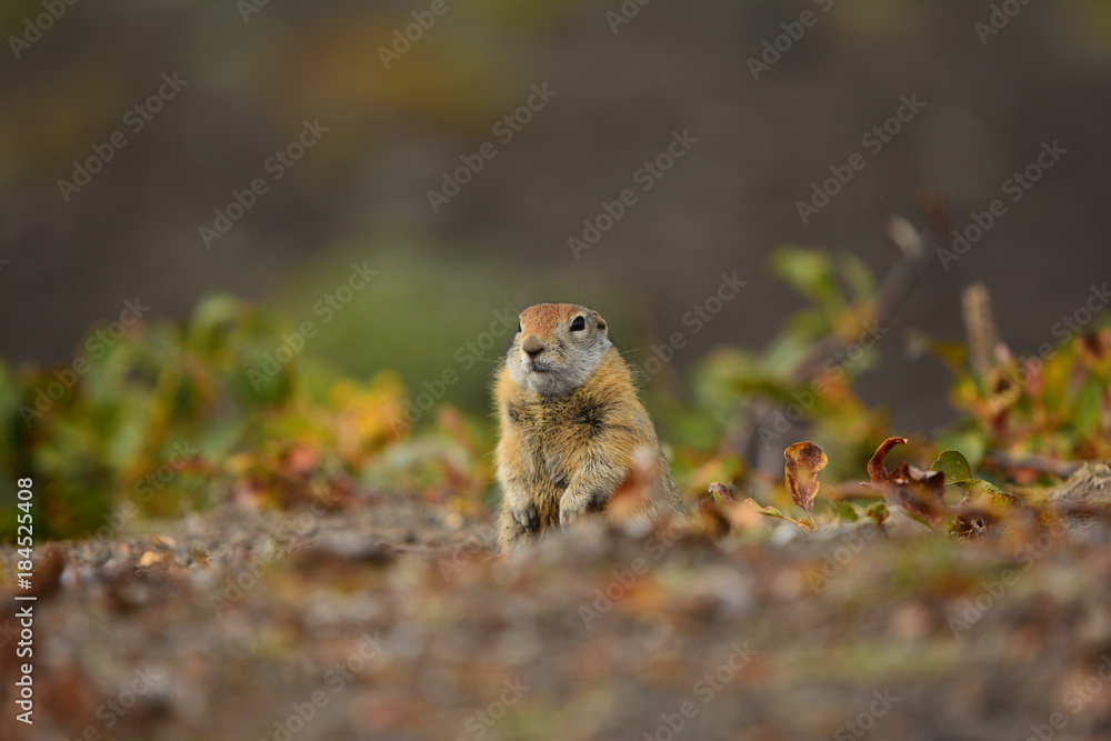 Kamchatka gopher stands on a stone, a Far Eastern rodent, feeding a large gray hamster nuts on an Avacha volcano, close up portrait Kamchatka gopher stands on a stone, a Far Eastern rodent, feeding a large gray hamster nuts on an Avacha volcano, close up portrait