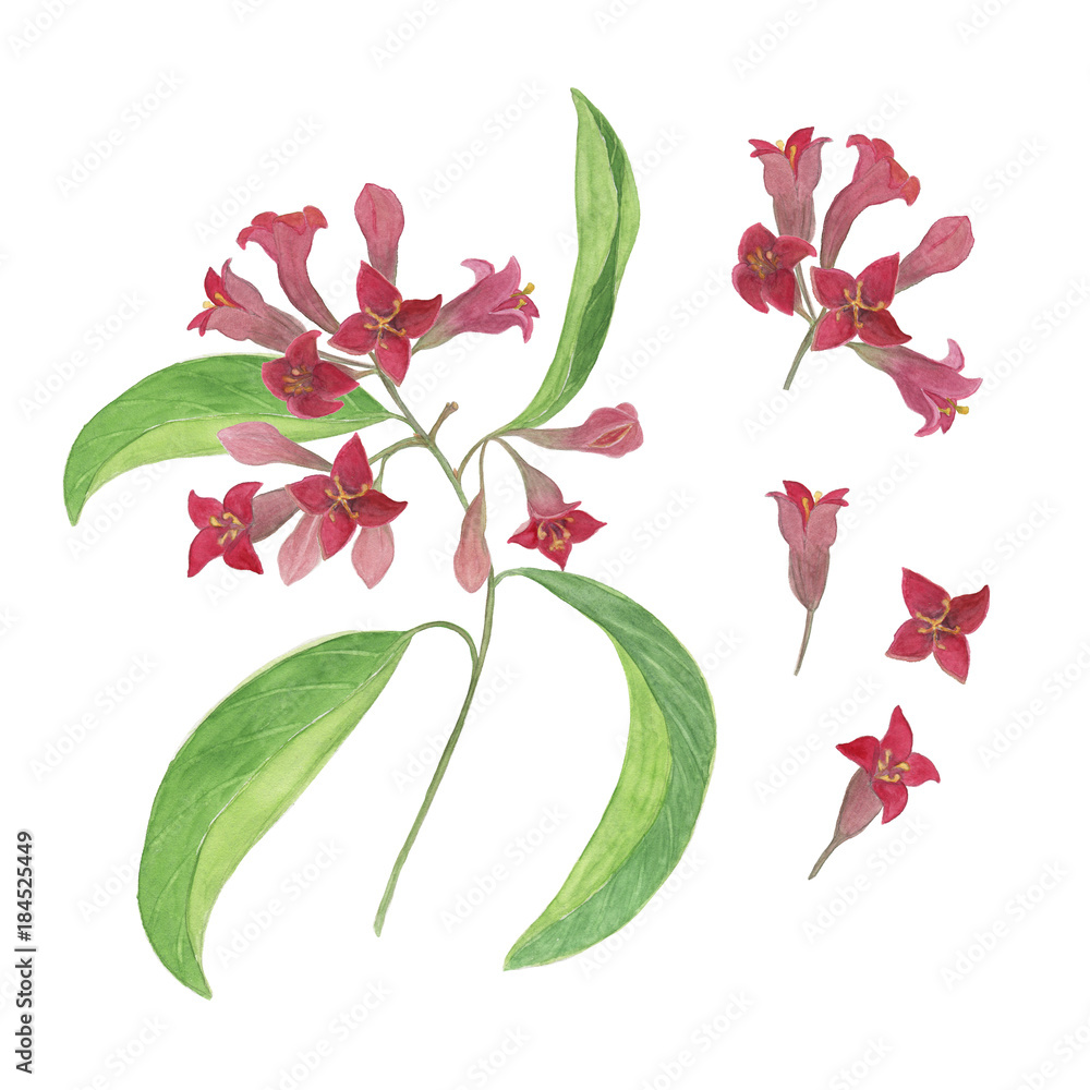 Sandalwood (Santalum album) Flower, Leaf, Care, Uses - PictureThis