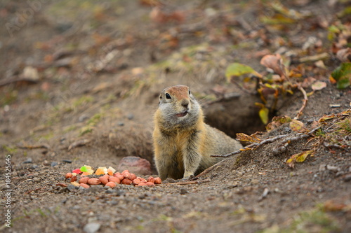 Kamchatka gopher stands on a stone, a Far Eastern rodent, feeding a large gray hamster nuts on an Avacha volcano