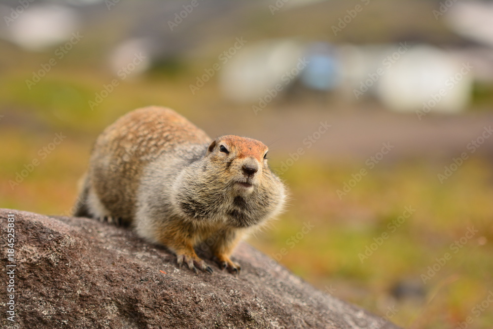 Fototapeta premium Kamchatka gopher stands on a stone, a Far Eastern rodent, feeding a large gray hamster nuts on an Avacha volcano, close up portrait