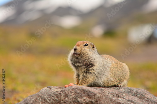 Kamchatka gopher stands on a stone  a Far Eastern rodent  a large gray hamster eats nuts