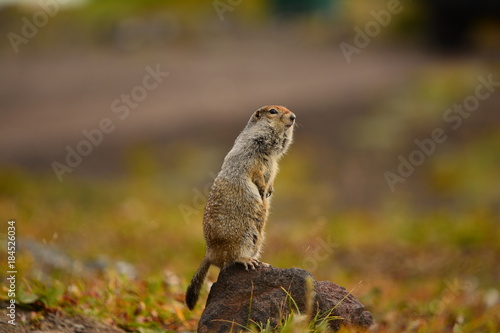 Kamchatka gopher stands on a stone  a Far Eastern rodent  feeding a large gray hamster nuts on an Avacha volcano  close up portrait