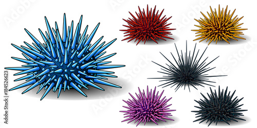 Set of six sea hedgehogs or urchin of blue, red, yellow, pink and black colors. A vector illustration of marine animals separately on a white background with a transparent shadows. photo