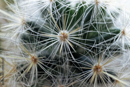 close up of cactus spikey
