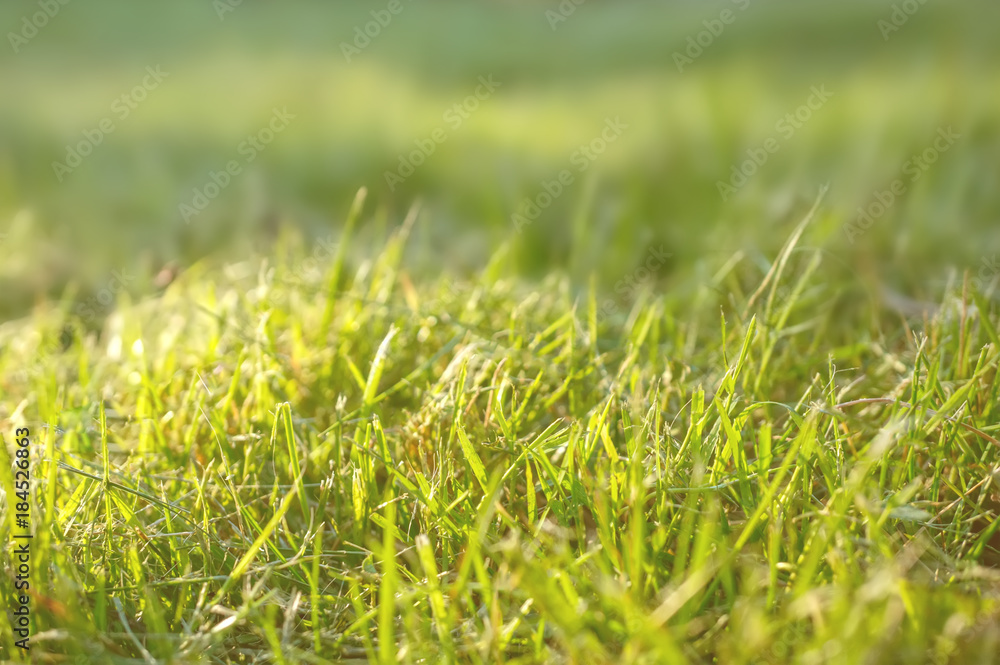 Beautiful background with a green lawn on a Sunny day with a shallow depth of field. Closeup. Copy space. Beautiful background with a green lawn on a Sunny day with a shallow depth of field. Closeup. Copy space.